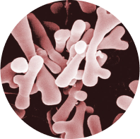 бифидобактерии