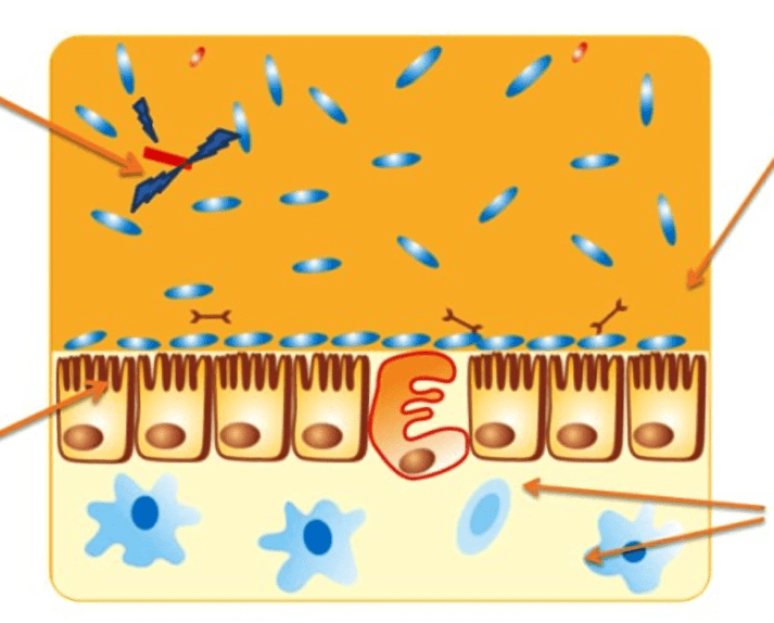 механизм действия бактерий
